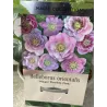 Helleborus orientalis MAGIC DOUBLE PINK