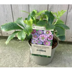 Čėras (eleboras) - Helleborus orientalis MAGIC DOUBLE PINK