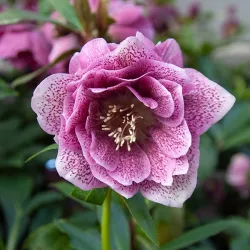 Helleborus orientalis MAGIC DOUBLE PINK