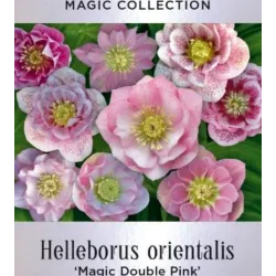 Helleborus orientalis MAGIC DOUBLE PINK