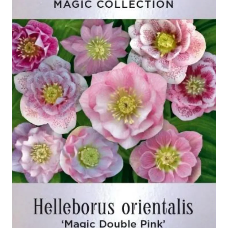 Helleborus orientalis MAGIC DOUBLE PINK