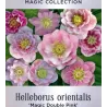 Helleborus orientalis MAGIC DOUBLE PINK