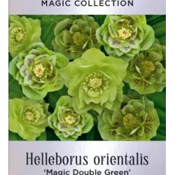 Čėras (eleboras) - Helleborus orientalis MAGIC DOUBLE GREEN