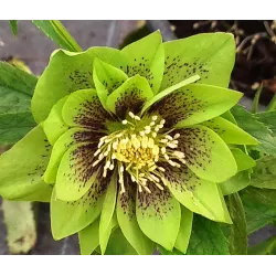 Helleborus orientalis MAGIC DOUBLE GREEN