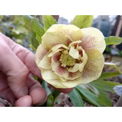 Helleborus orientalis MAGIC DOUBLE YELLOW