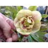 Helleborus orientalis MAGIC DOUBLE YELLOW