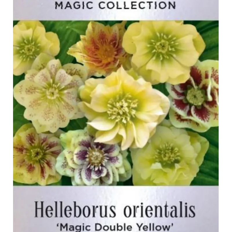 Helleborus orientalis MAGIC DOUBLE YELLOW