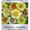 Helleborus orientalis MAGIC DOUBLE YELLOW