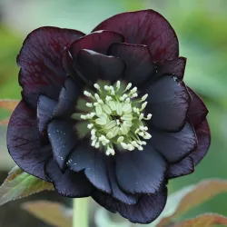 Čėras (eleboras) - Helleborus orientalis MAGIC DOUBLE BLACK