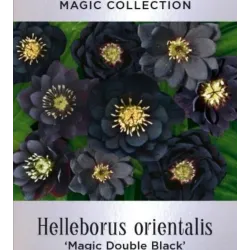 Čėras (eleboras) - Helleborus orientalis MAGIC DOUBLE BLACK