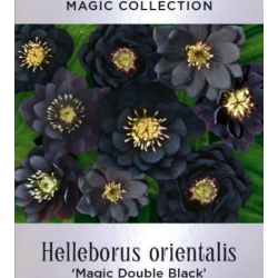 Helleborus orientalis MAGIC DOUBLE BLACK
