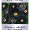 Helleborus orientalis MAGIC DOUBLE BLACK