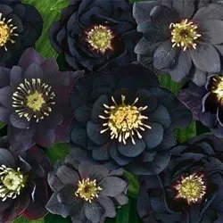 Čėras (eleboras) - Helleborus orientalis MAGIC DOUBLE BLACK
