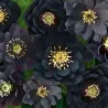 Helleborus orientalis MAGIC DOUBLE BLACK