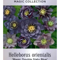 Helleborus orientalis MAGIC DOUBLE SLATY BLUE
