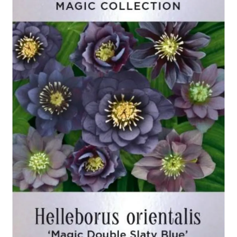 Čėras (eleboras) - Helleborus orientalis MAGIC DOUBLE SLATY BLUE
