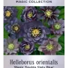 Čėras (eleboras) - Helleborus orientalis MAGIC DOUBLE SLATY BLUE