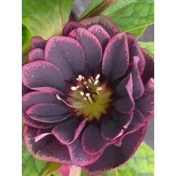 Čėras (eleboras) - Helleborus orientalis MAGIC DOUBLE AUBERGINE