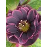 Čėras (eleboras) - Helleborus orientalis MAGIC DOUBLE AUBERGINE