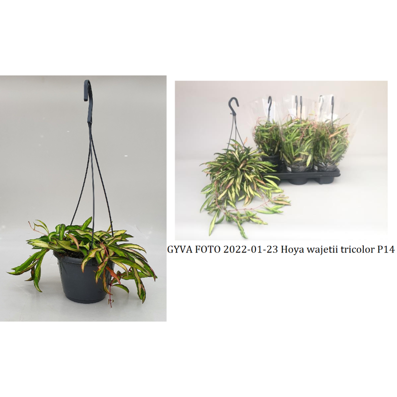 Hoya wajetii tricolor 14Ø X6