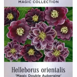 Helleborus orientalis MAGIC DOUBLE AUBERGINE