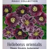 Helleborus orientalis MAGIC DOUBLE AUBERGINE