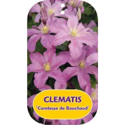 Puošnioji raganė  - Clematis COMTESSE DE BOUCHAUD