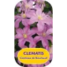 Clematis COMTESSE DE BOUCHAUD