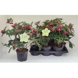 Helleborus orientalis THA VIV COLLECTION VALENTINA