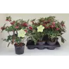 Helleborus orientalis THA VIV COLLECTION VALENTINA