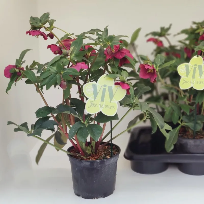 Helleborus orientalis THA VIV COLLECTION VALENTINA