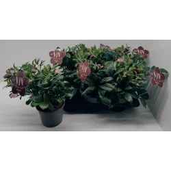 Helleborus orientalis THE VIV COLLECTION VICTORIA