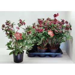 Helleborus orientalis THE VIV COLLECTION VICTORIA