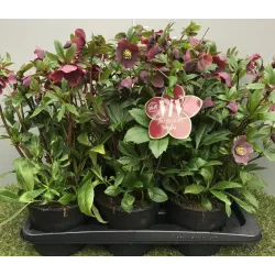Helleborus orientalis THE VIV COLLECTION VICTORIA