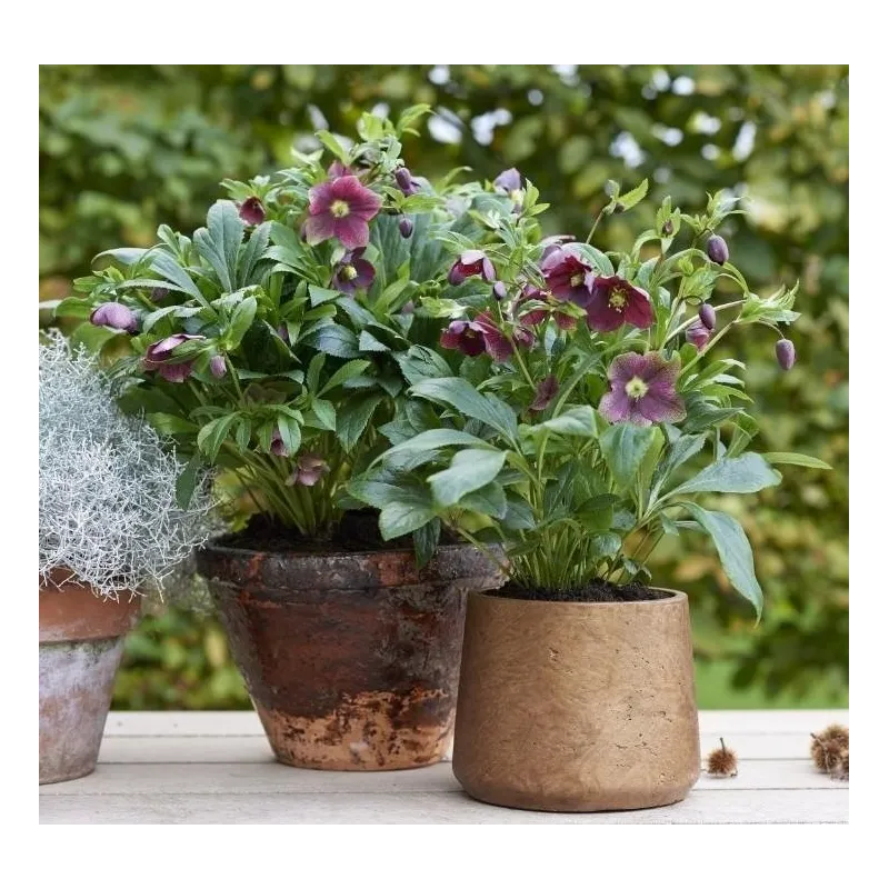 Helleborus orientalis THE VIV COLLECTION VICTORIA