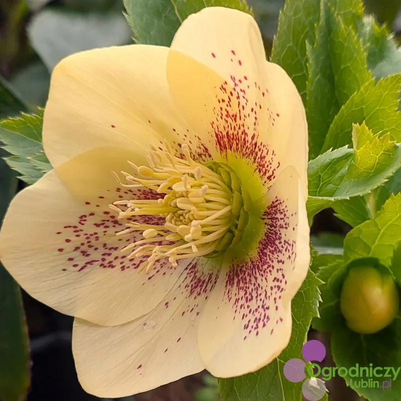 Helleborus orientalis THE VIV COLLECTION MAEVA