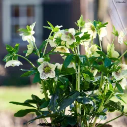 Helleborus orientalis THE VIV COLLECTION MAEVA