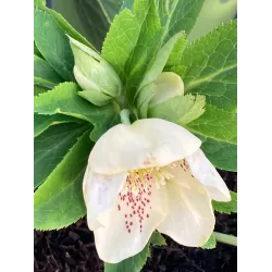 Helleborus orientalis THE VIV COLLECTION MAEVA