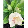 Čėras (eleboras) - Helleborus orientalis THE VIV COLLECTION MAEVA