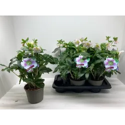 Helleborus orientalis THE VIV COLLECTION ROSA