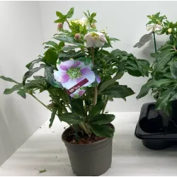 Helleborus orientalis THE VIV COLLECTION ROSA