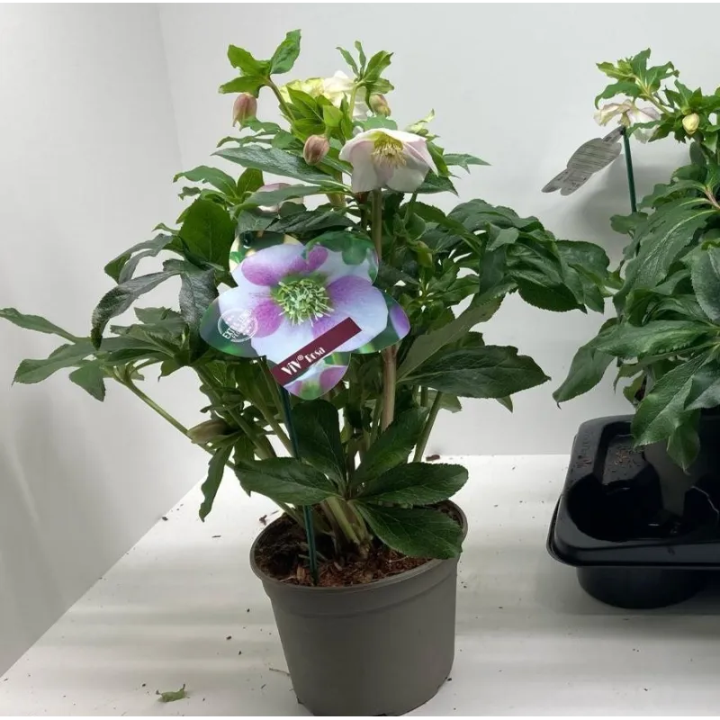 Helleborus orientalis THE VIV COLLECTION ROSA