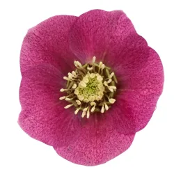 Čėras (eleboras) - Helleborus orientalis THE VIV COLLECTION CARLOTTA