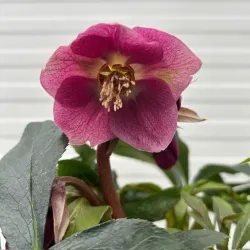 Helleborus orientalis THE VIV COLLECTION CARLOTTA