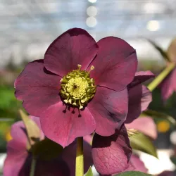 Helleborus orientalis THE VIV COLLECTION THEODORA