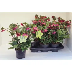 Čėras (eleboras) - Helleborus orientalis THE VIV COLLECTION THEODORA