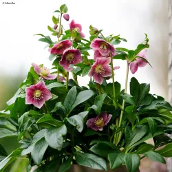 Čėras (eleboras) - Helleborus orientalis THE VIV COLLECTION BATISTA