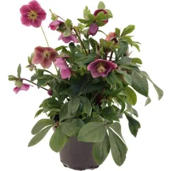 Čėras (eleboras) - Helleborus orientalis THE VIV COLLECTION BATISTA