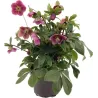 Helleborus orientalis THE VIV COLLECTION BATISTA