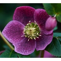 Čėras (eleboras) - Helleborus orientalis THE VIV COLLECTION BATISTA